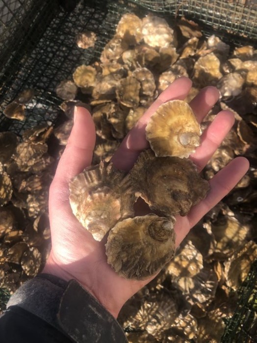 Hand holding four native oyster shells above a basket full. Credit: Louise MacCallum