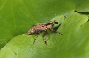 Weevil