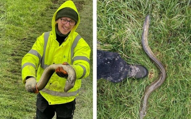Large eel found during desilting. Care was taken to return it back safely to the river.