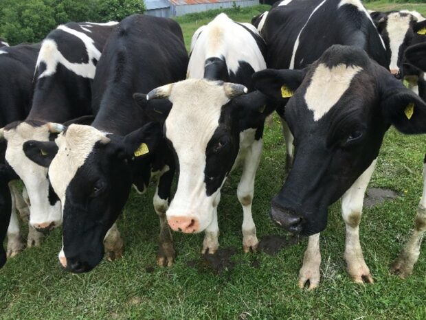 Dairy cows on a Devon farm
