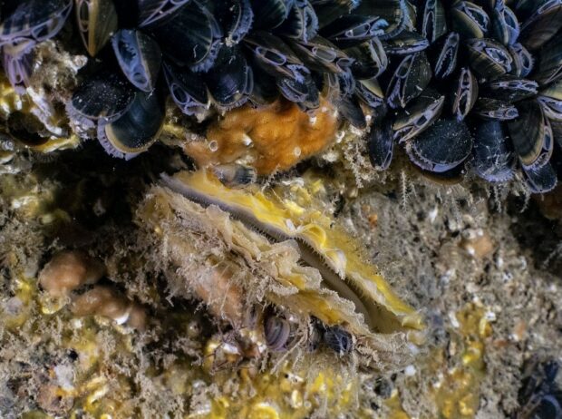 A common native oyster, which help improve water quality