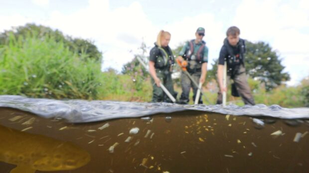 Photograph showing a fish in a river as people carry out work to count the number of fish.