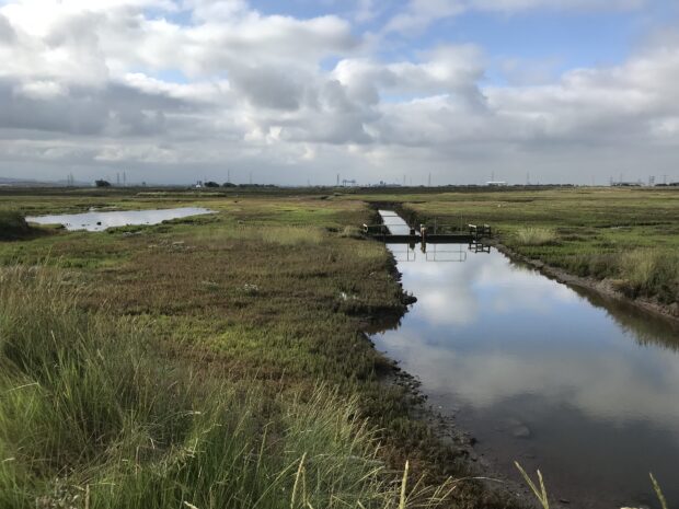 The EA has done major work in restoring salt marshes