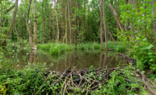 The project includes both trees and wetlands