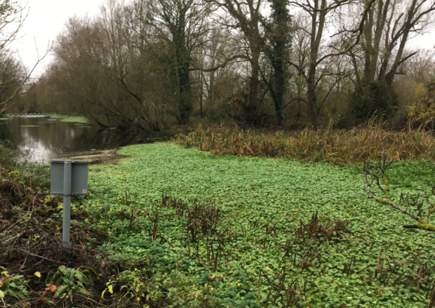 Floating pennywort before and after at Brampton