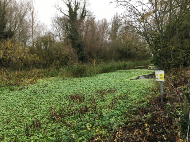 Floating pennywort before and after at Brampton