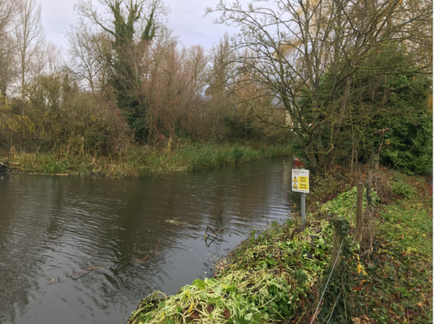 Floating pennywort before and after at Brampton