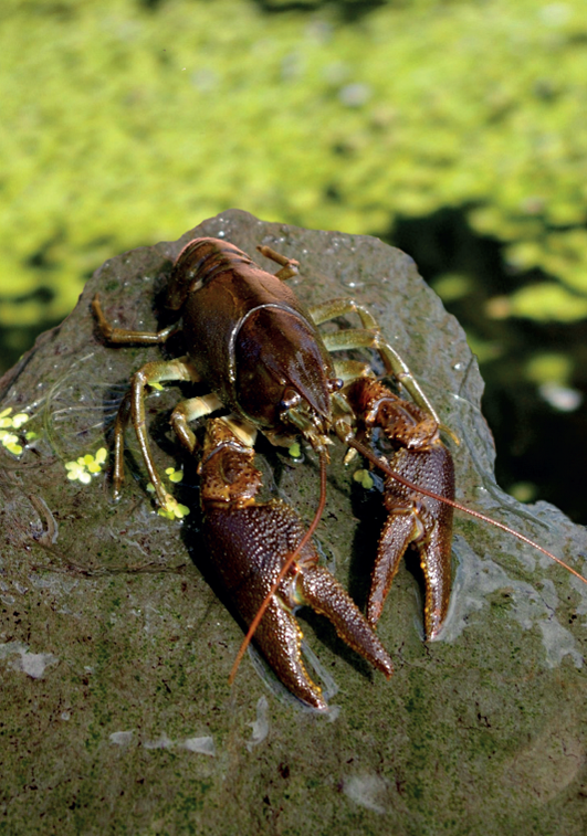 Picture of a white clawed crayfish on a rock.