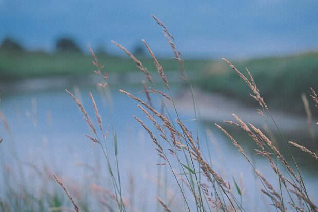 Grasses by a water body