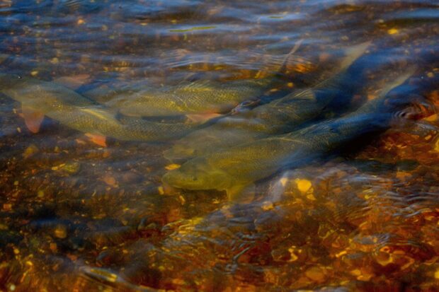 Four fish in shallow water