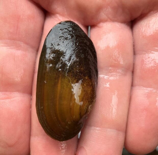 Image shows a wild juvenile freshwater pearl mussel lying on someone’s hand.