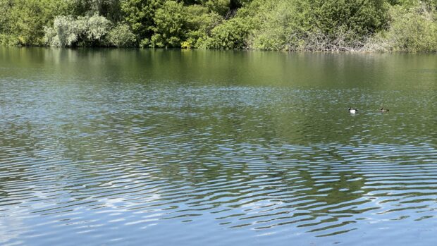 two ducks swimming on a lake, that’s fed by the River Mimram in Panshanger, in the sunshine with built up foliage in the background.