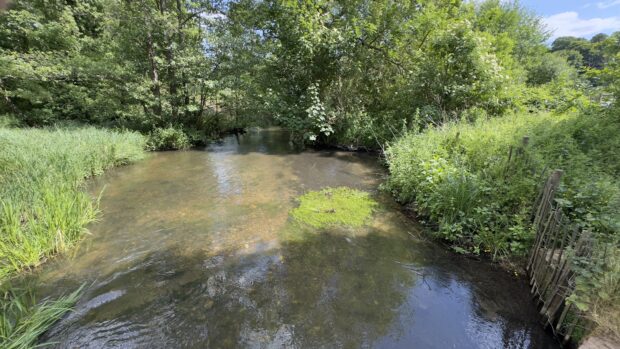 River Mimram at Panshanger, Herts. A chalk stream flowing with trees and reeds in the sunshine.