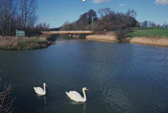 A photo of two swans swimming on the river Nene, Peterborough