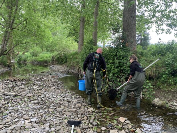 Two Environment Agency officers, a man and a woman, both wearing waterproof bib-and-brace dungarees, walk up a shallow, narrow stream in the forest with nets and buckets looking for any fish in need of rescue and removal to safer, deeper waters.