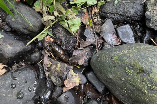 A close up of a white-clawed crayfish amongst rocks and stones