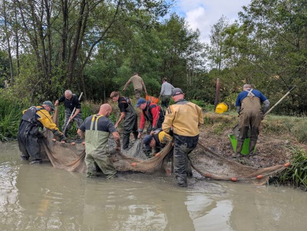 A group of people in overalls on the bank of a body of water, with a large net to capture fish which are in need of rescue.
