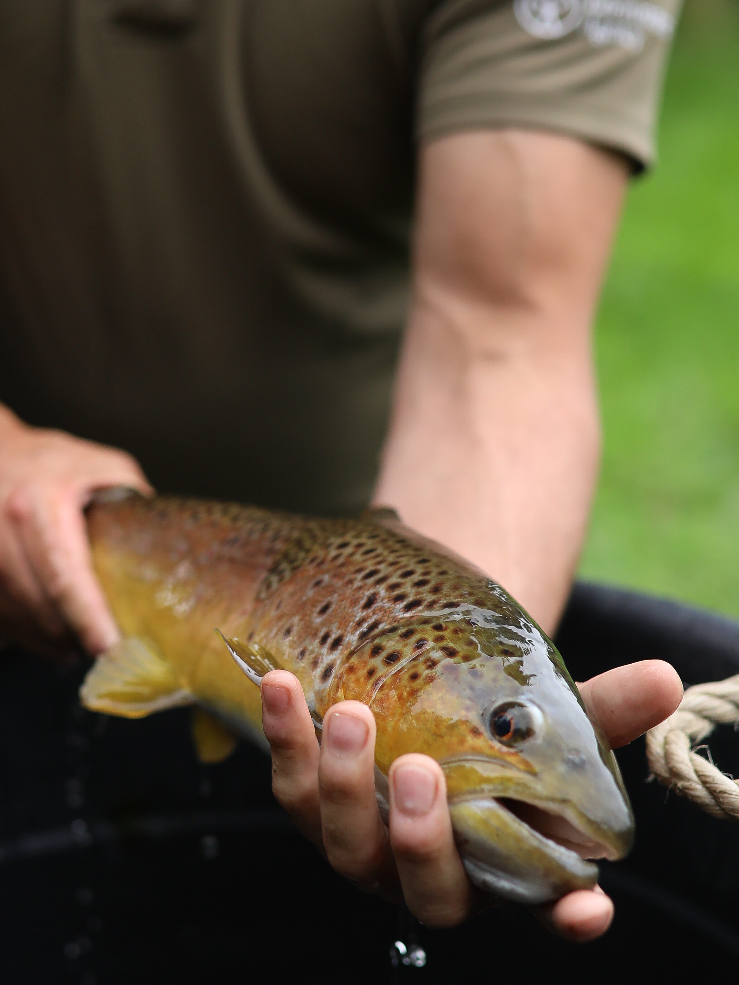 A male Environment Agency officer holding a large brown trout