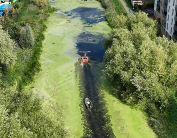 Aerial view of the River Gipping, which is very green with algae on either side with a narrow, clear channel in its centre through which two boats are seen travelling upwards. 
