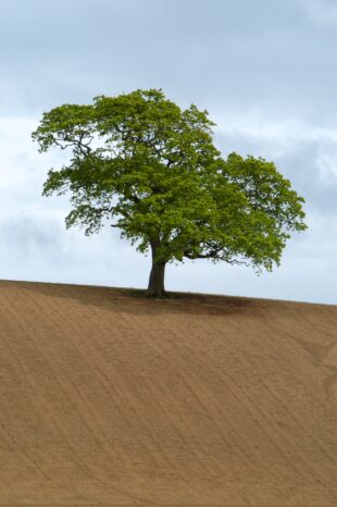 View of very dry looking ploughed field looking uphill to a lone tree on the horizon