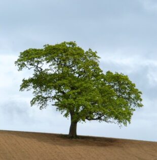 View of very dry looking ploughed field looking uphill to a lone tree on the horizon
