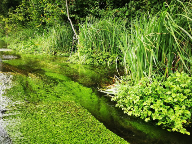 Close up of a river and lush green riverbank.