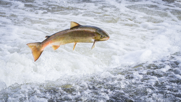 Photo showing a salmon jumping in a river.
